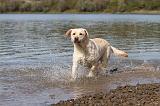 LABRADOR 167